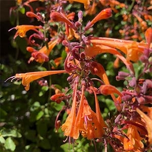 Agastache aurantiaca (1533)